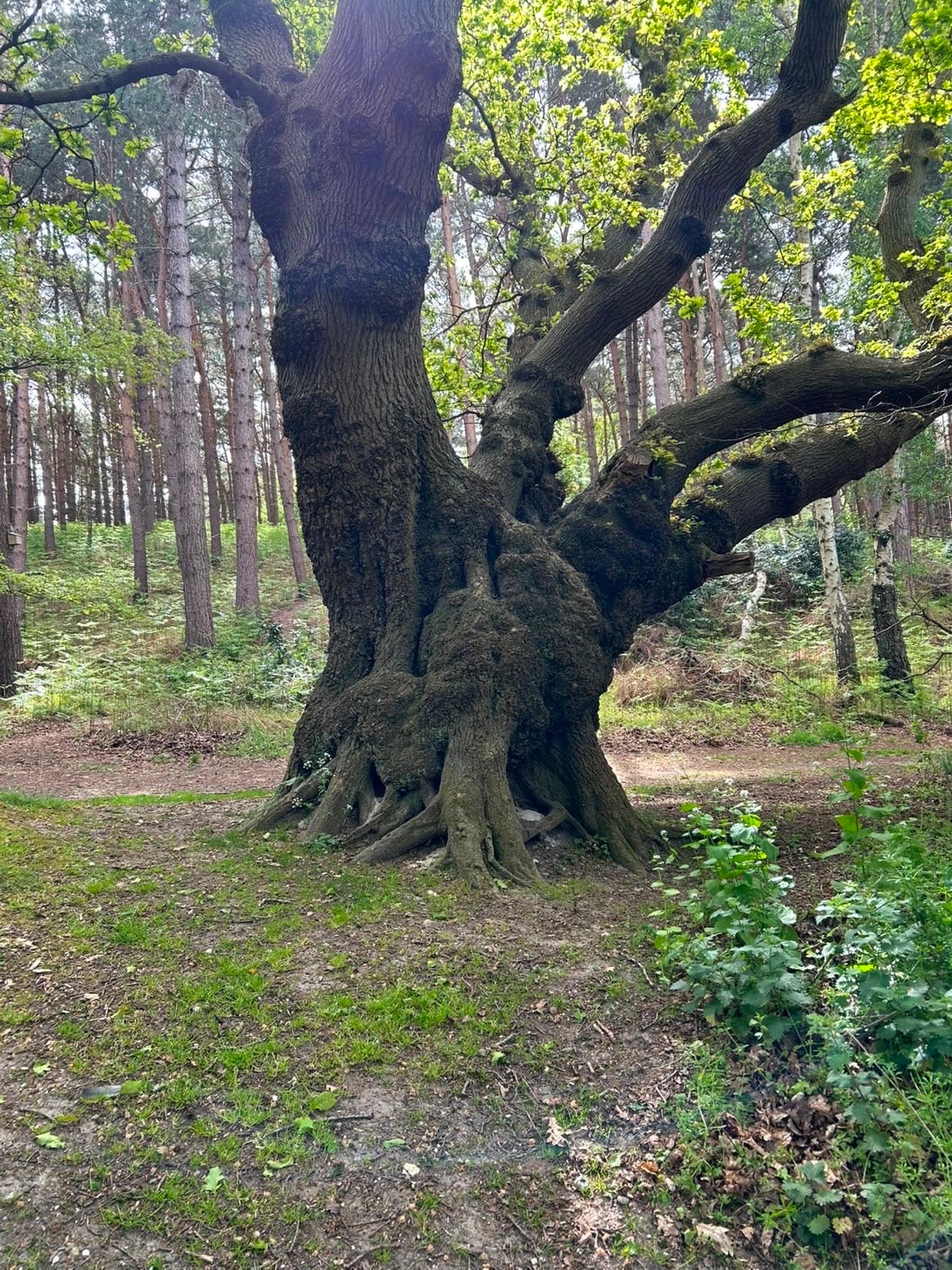 An old oak tree standing in woodland