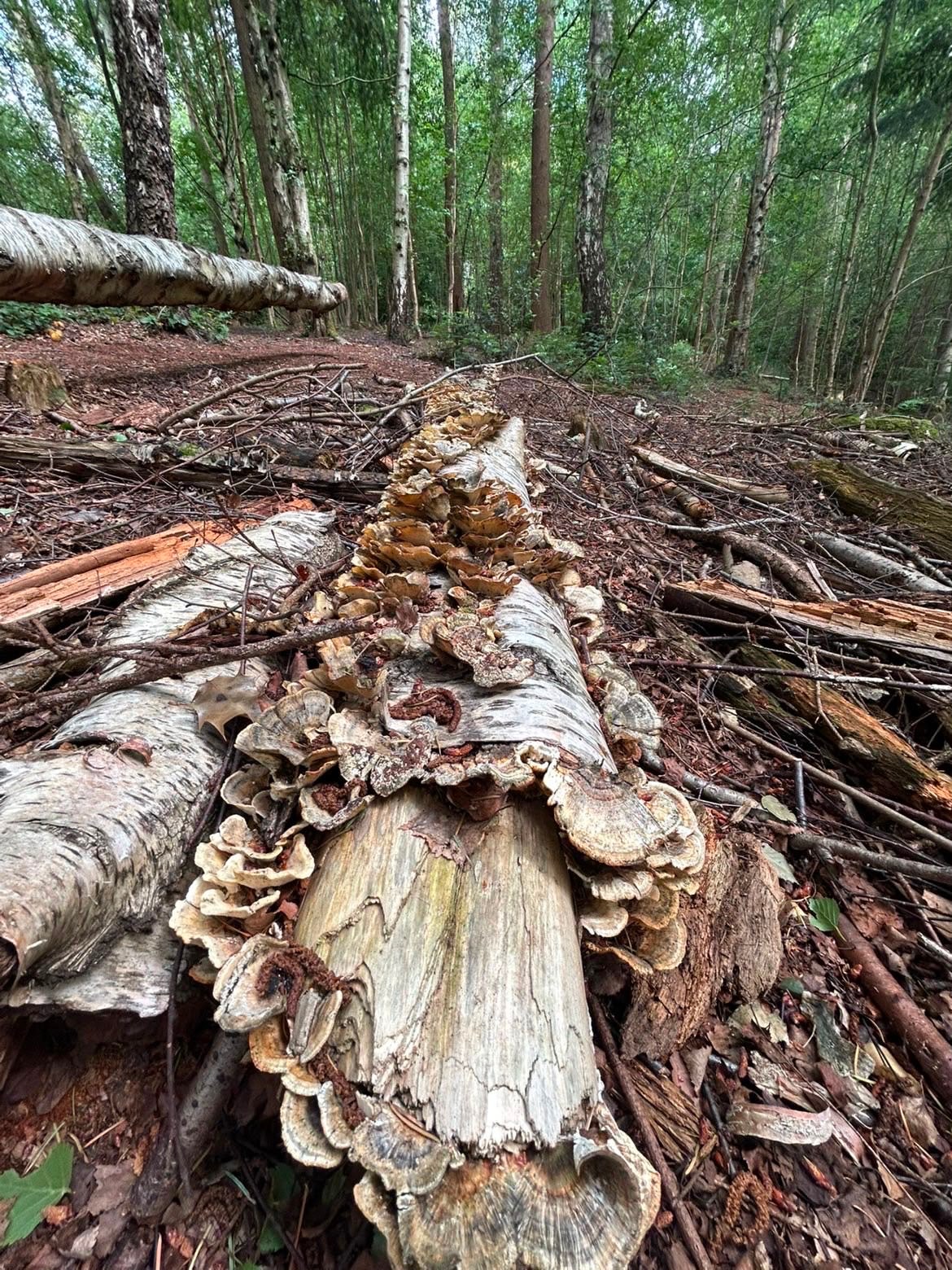Fungi growing along a fallen birch trunk in woodland