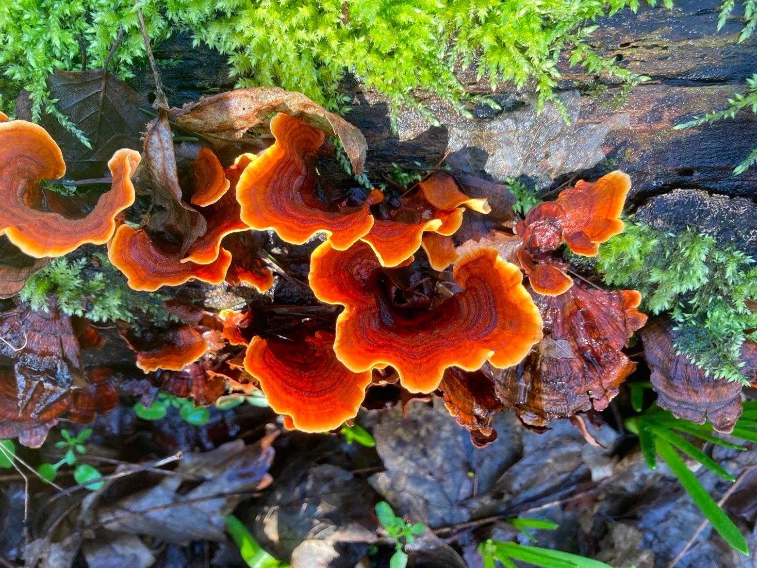 Orange bracket fungi growing from mossy fallen wood